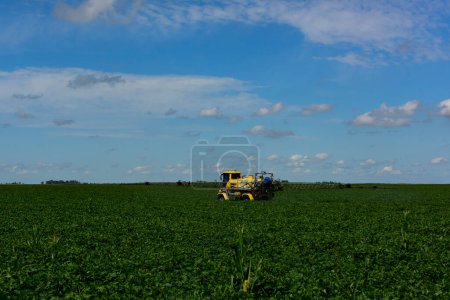 Photo for Soybean crop field , in the Buenos Aires Province Countryside, Argentina. - Royalty Free Image