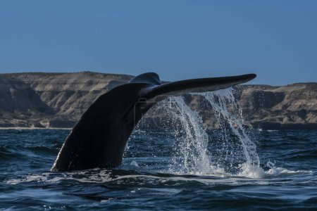 Téléchargez les photos : Sohutern queue de baleine noire, espèces menacées, Patagonie, Argentine - en image libre de droit