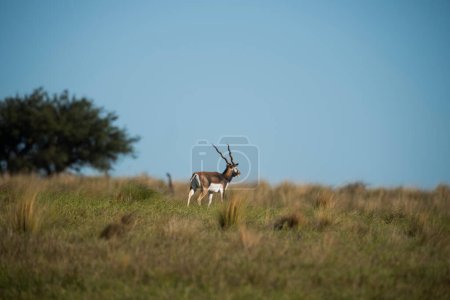 Photo for Blackbuck Antelope in Pampas plain environment, La Pampa province, Argentina - Royalty Free Image