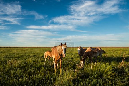 Pferde in der argentinischen Landschaft, Provinz La Pampa, Patagonien, Argentinien.