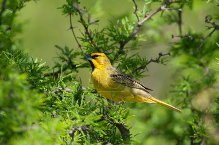 Téléchargez les photos : Cardinal jaune, Gubernatrix cristata, espèce en voie de disparition à La Pampa, Argentine - en image libre de droit