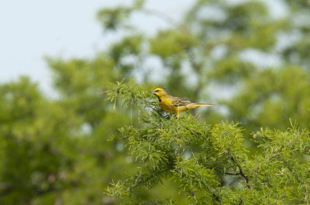 Téléchargez les photos : Cardinal jaune, Gubernatrix cristata, espèce en voie de disparition à La Pampa, Argentine - en image libre de droit