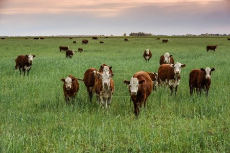 Téléchargez les photos : Countryside landscape with cows grazing, La Pampa, Argentina - en image libre de droit