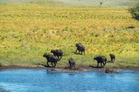 Foto de Buffalo de agua, Bubalus bubalis, especie introducida en Argentina, provincia de La Pampa, Patagonia. - Imagen libre de derechos