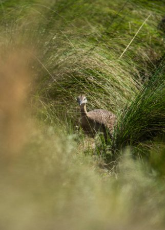 Photo for Spotted tinamou un grassland environment, La Pampa. Argentina - Royalty Free Image