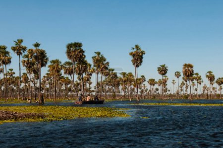 Photo for Tourists in Palms landscape in La Estrella Marsh, Formosa province, Argentina. - Royalty Free Image