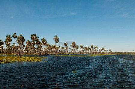 Foto de Paisaje de palmeras en La Estrella Marsh, provincia de Formosa, Argentina. - Imagen libre de derechos