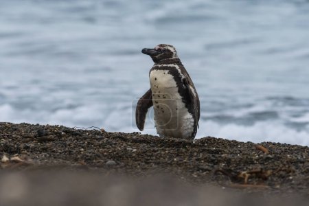 Photo for Magellanic Penguin, San Lorenzo colony, Peninsula Valdes, Chubut, Patagonia , Argentina. - Royalty Free Image