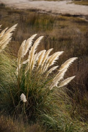 Photo for Grass in countryside pampas Argentina - Royalty Free Image