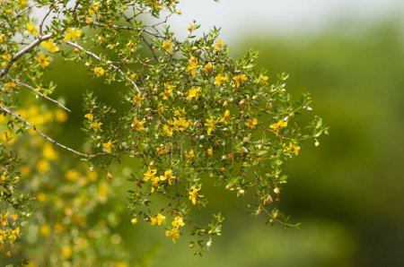 Photo for Wild flowers , Berberis ruscifolia, in semi desertic environment, Calden forest, La Pampa Argentina - Royalty Free Image