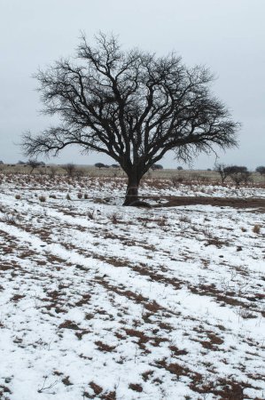 Téléchargez les photos : Paysage enneigé en milieu rural à La Pampa, Patagonie, Argentine. - en image libre de droit