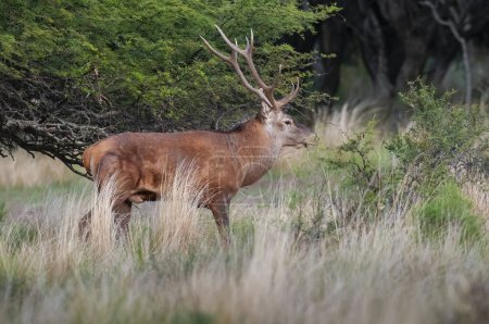 Foto de Ciervo rojo en el entorno del Bosque de Calden, La Pampa, Argentina, Parque Luro, Reserva Natural - Imagen libre de derechos