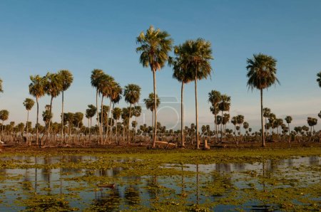 Foto de Paisaje de Sunst Palms en La Estrella Marsh, provincia de Formosa, Argentina. - Imagen libre de derechos