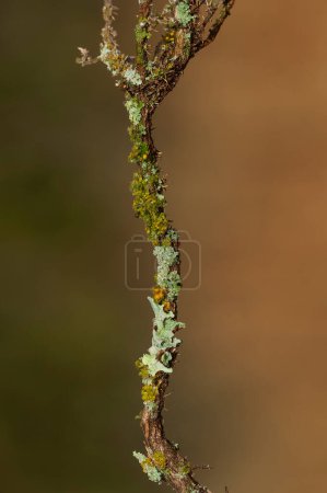 Téléchargez les photos : Lichens attachés à une branche d'arbre, Province de La Pampa, Patagonie, Argentine. - en image libre de droit