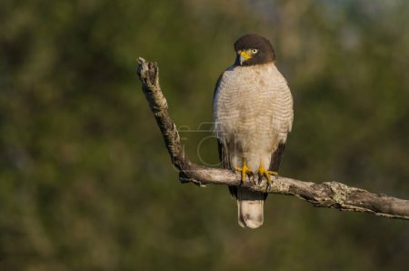 Foto de Caradside Hawk posado, bosque calden, La Pampa, Argentina - Imagen libre de derechos