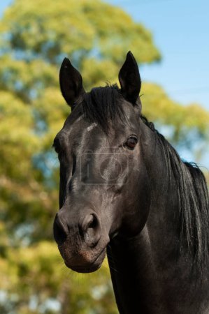 Photo for Black breeding horse, Portrait, La Pampa Province, Patagonia, Argentina. - Royalty Free Image