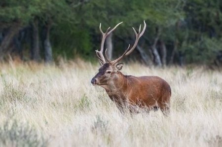 Foto de Ciervo rojo en el entorno del Bosque de Calden, La Pampa, Argentina, Parque Luro, Reserva Natural - Imagen libre de derechos