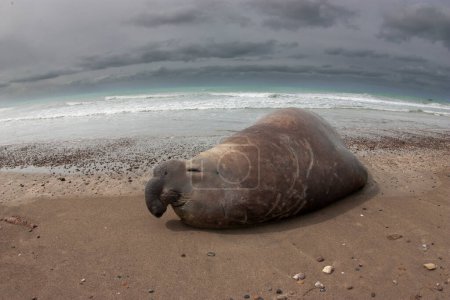 Téléchargez les photos : Phoque éléphant, Valdes de la péninsule, site du patrimoine mondial de l'Unesco, Patagonie, Argentine - en image libre de droit