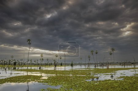 Téléchargez les photos : Paysage Sunst Palms dans le marais de La Estrella, province de Formosa, Argentine. - en image libre de droit