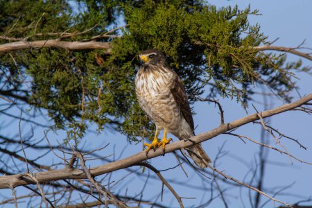 Foto de Caradside Hawk posado, bosque calden, La Pampa, Argentina - Imagen libre de derechos