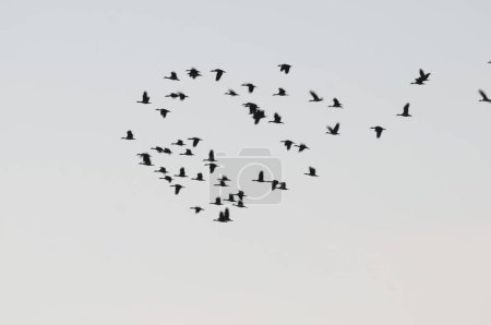 Téléchargez les photos : Troupeau d'aigrettes en vol, province de La Pampa, Patagonie, Argentine - en image libre de droit
