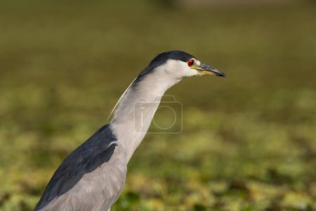 Photo for Black crowned Night heron, Nycticorax nycticorax  ,Pantanal, Mato Grosso, Brazil - Royalty Free Image