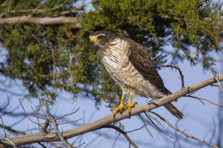 Téléchargez les photos : Roadside Hawk perché, calden forest, La Pampa, Argentine - en image libre de droit