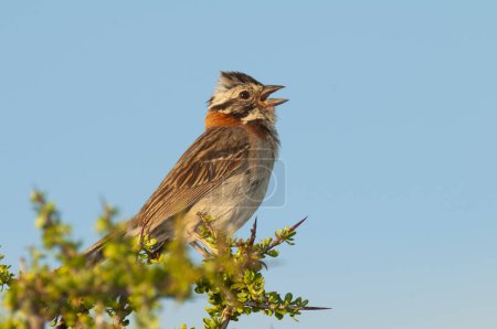 Photo for Rufous collared Sparrow, Zonotrichia capensis, Calden fores, La Pampa , Argentina - Royalty Free Image