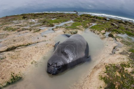 Téléchargez les photos : Phoque éléphant, Valdes de la péninsule, site du patrimoine mondial de l'Unesco, Patagonie, Argentine - en image libre de droit