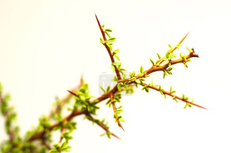 Téléchargez les photos : Piquilline, Feuilles et épines Plantes endémiques dans la forêt de Pampas, Patagonie, Argentine - en image libre de droit