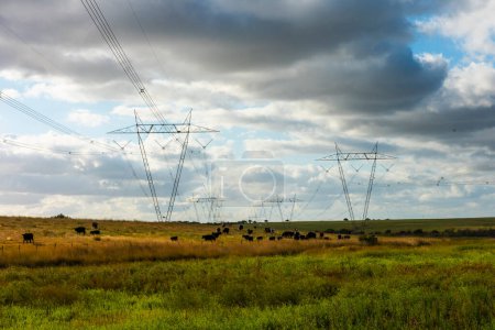 Téléchargez les photos : Vaches broutant dans la campagne argentine, sous une ligne électrique qui traverse - en image libre de droit