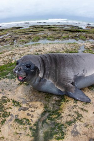 Photo for Elephant seal, Peninsula Valdes, Unesco World Heritage Site, Patagonia, Argentina - Royalty Free Image