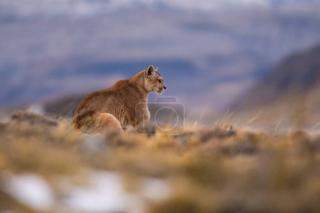Photo for Cougar , Torres del Paine National Park, Patagonia, Chile - Royalty Free Image