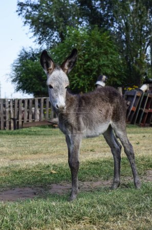 Photo for Donkey newborn baby in farm, Argentine Countryside - Royalty Free Image