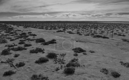 Foto de Suelo salado en un entorno semidesértico, provincia de La Pampa, Patagonia, Argentina. - Imagen libre de derechos