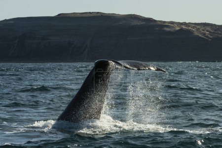 Foto de Cola de ballena franca Sohutern, Peninsula Valdes, Chubut, Patagonia, Argentina - Imagen libre de derechos