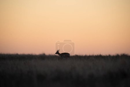 Foto de Blackbuck Antelope en ambiente llano pampeano, provincia de La Pampa, Argentina - Imagen libre de derechos