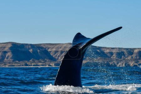 Photo for Sohutern right whale tail,Peninsula Valdes, Chubut, Patagonia,Argentina - Royalty Free Image