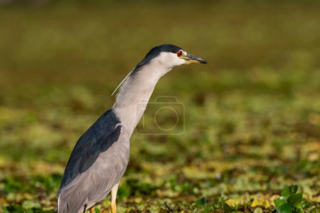 Photo for Black crowned Night heron, Nycticorax nycticorax, Pantanal, Mato Grosso, Brazil - Royalty Free Image