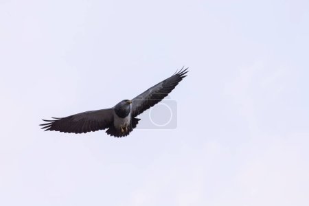 Téléchargez les photos : Aigle buse à poitrine noire, Parc national des Torres del Paine, Patagonie, Chili. - en image libre de droit