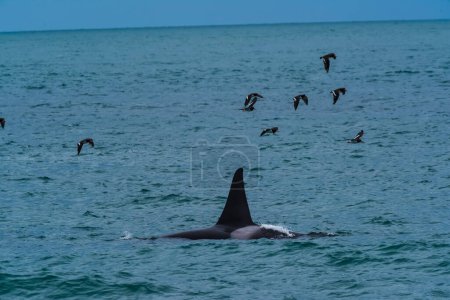 Foto de Ballena Asesina, Orca, cazando lobos marinos, Península Valdés, Patagonia Argentina - Imagen libre de derechos