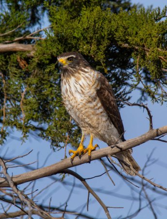 Photo for Roadside Hawk perched, calden forest, La Pampa , Argentina - Royalty Free Image