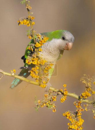 Photo for Parakeet perched on a bush with red berries , La Pampa, Patagonia, Argentina - Royalty Free Image