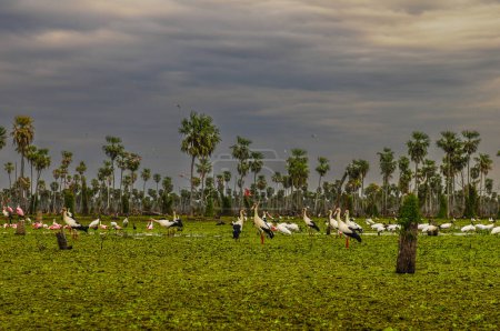 Foto de Paisaje de bandadas de aves en La Estrella Marsh, provincia de Formosa, Argentina. - Imagen libre de derechos