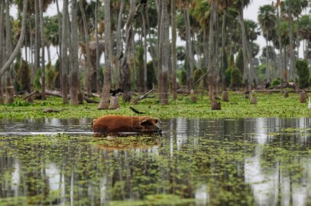 Photo for Pig in Palms landscape in La Estrella Marsh, Formosa province, Argentina. - Royalty Free Image