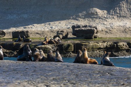 Photo for South American  Sea Lion , - Royalty Free Image