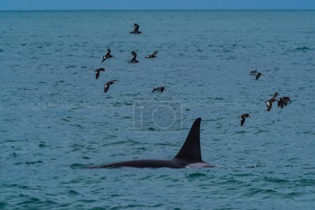 Photo for Killer Whale, Orca, hunting a sea lions , Peninsula Valdes, Patagonia Argentina - Royalty Free Image