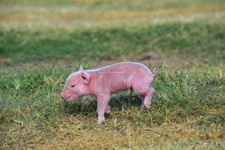 Photo for Piglet newborn baby, in farm landscape. - Royalty Free Image