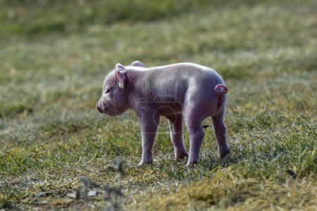 Téléchargez les photos : Porcinet nouveau-né, dans le paysage agricole. - en image libre de droit