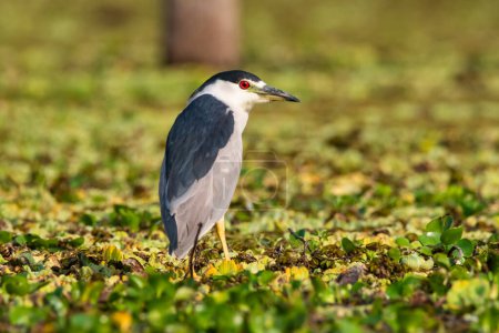 Photo for Black crowned Night heron, Nycticorax nycticorax  ,Pantanal, Mato Grosso, Brazil - Royalty Free Image